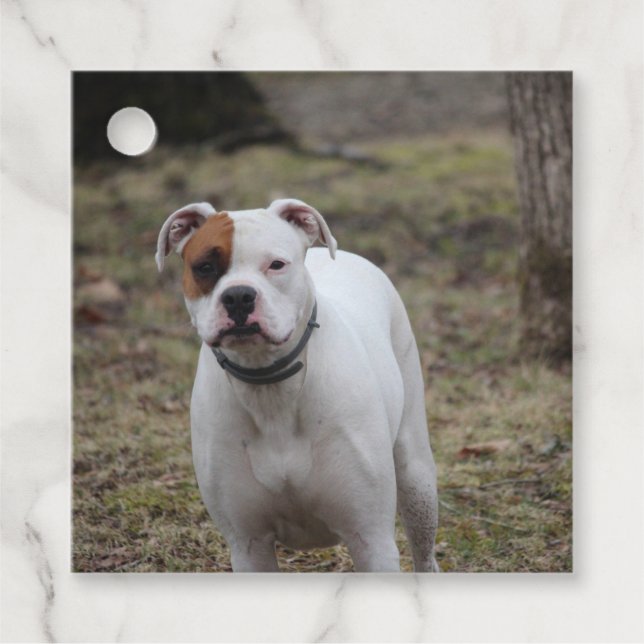 Boxer Geschenkanhänger (Vorderseite)