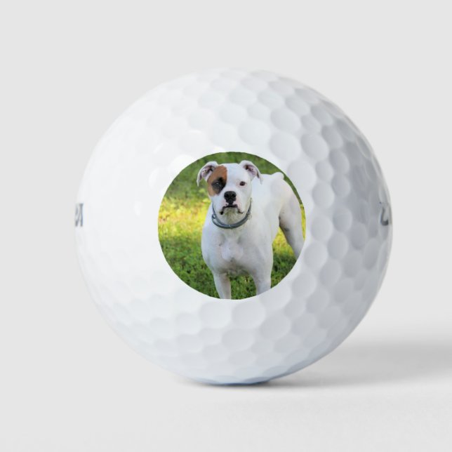Boxer Golfball (Vorderseite)