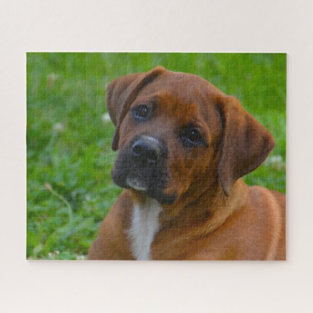 Boxer Hund (Horizontal)
