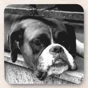 Boxer Hund an der Küste von Windows Getränkeuntersetzer
