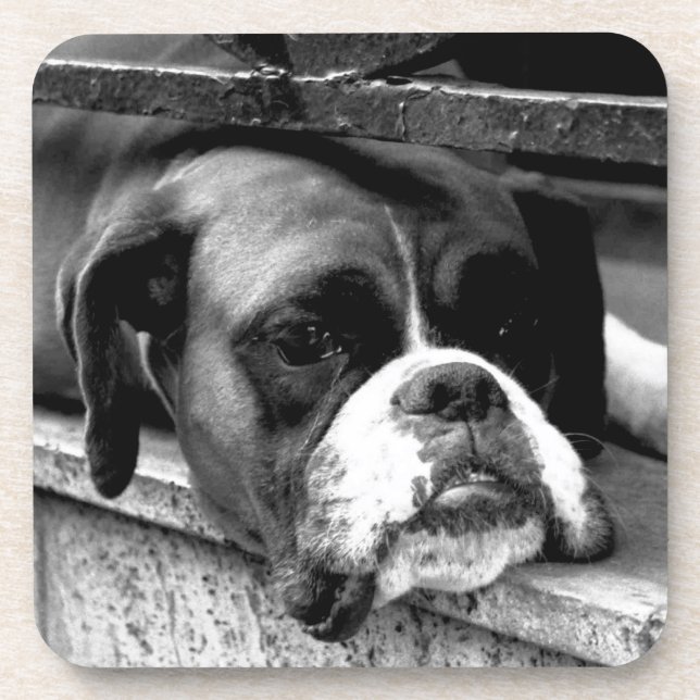 Boxer Hund an der Küste von Windows Getränkeuntersetzer (Vorderseite)