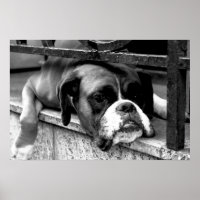 Boxer Hund auf dem Windows-Wapcy-Bogen1