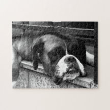 Boxer Hund auf Windows 11x14 252pc jpcn