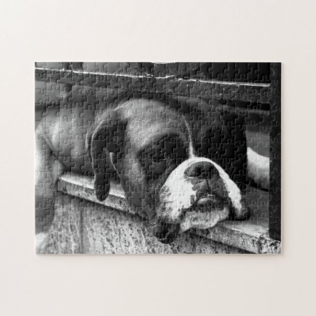 Boxer Hund auf Windows 11x14 252pc jpcnm (Horizontal)