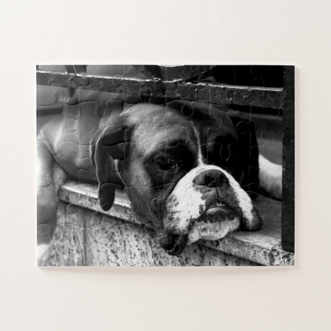 Boxer Hund auf Windows 11x14 30pc jpcn (Horizontal)