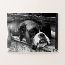 Boxer Hund auf Windows 11x14 30pc jpcna