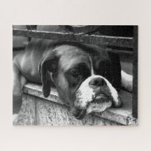 Boxer Hund auf Windows 16x20 520pc jpcn