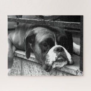 Boxer Hund auf Windows 16x20 520pc jpcna