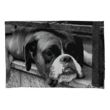 Boxer Hund auf Windows-Pccm