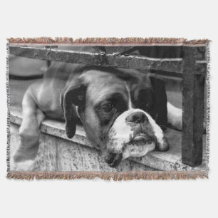 Boxer Hund auf Windows tbcn Decke