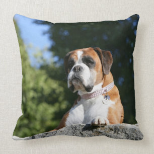 Boxer-Hund, der auf einen Felsen legt Kissen
