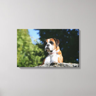 Boxer-Hund, der auf einen Felsen legt Leinwanddruck