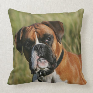 Boxer-Hund, der entlang der Kamera anstarrt Kissen