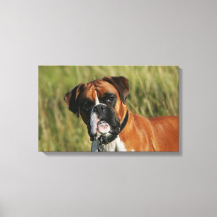Boxer-Hund, der entlang der Kamera anstarrt Leinwanddruck