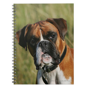 Boxer-Hund, der entlang der Kamera anstarrt Notizblock