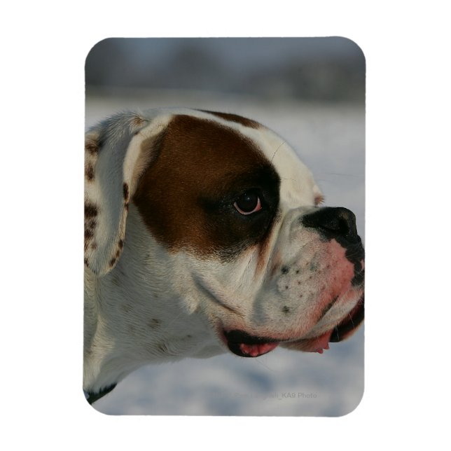Boxer Hund im Schnee Magnet (Vertikal)