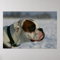 Boxer Hund im Schnee