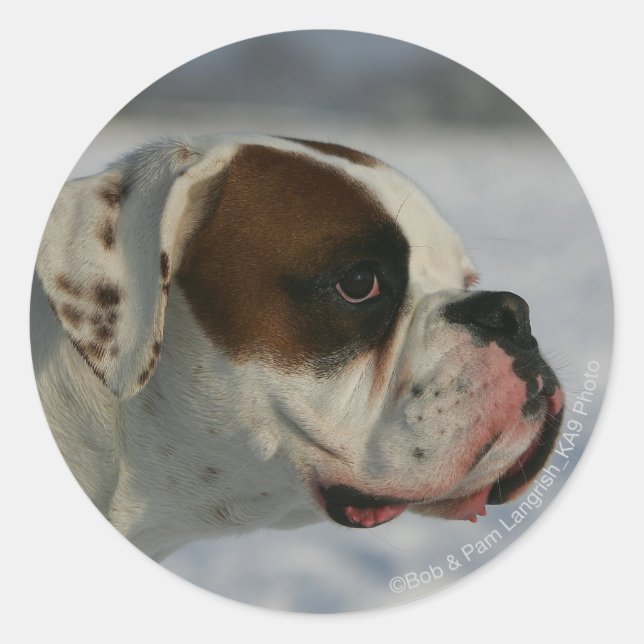 Boxer Hund im Schnee Runder Aufkleber (Vorderseite)