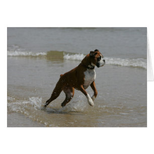 Boxer-Hund im Wasser