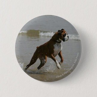 Boxer-Hund im Wasser Button