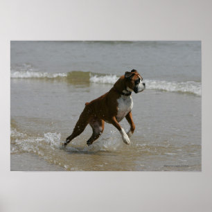 Boxer-Hund im Wasser Poster