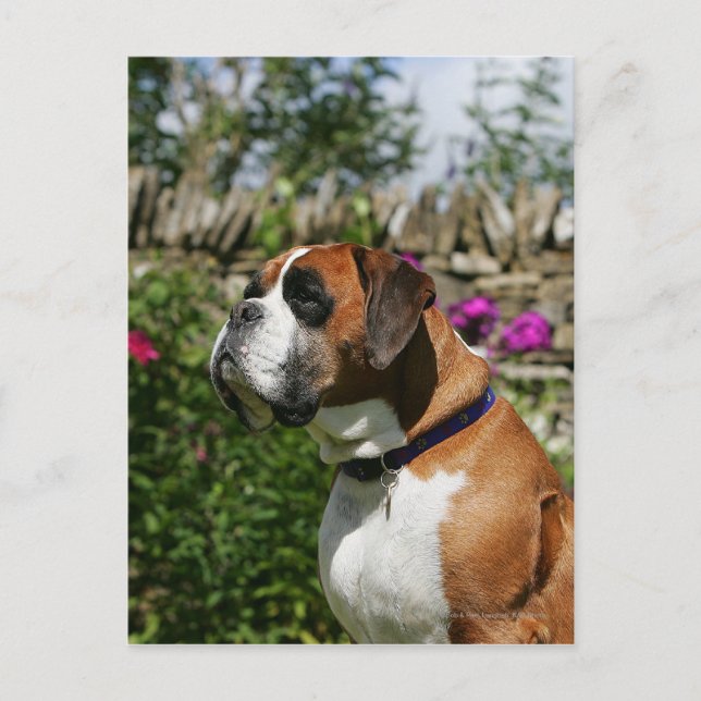 Boxer-Hund in den Blumen Postkarte (Vorderseite)