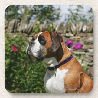 Boxer-Hund in den Blumen Untersetzer
