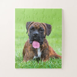 Boxer-Hündchen