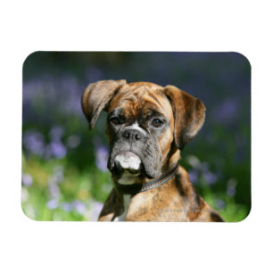 Boxer-HundeHeadshot Magnet