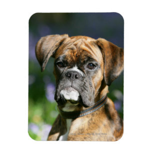 Boxer-HundeHeadshot Magnet
