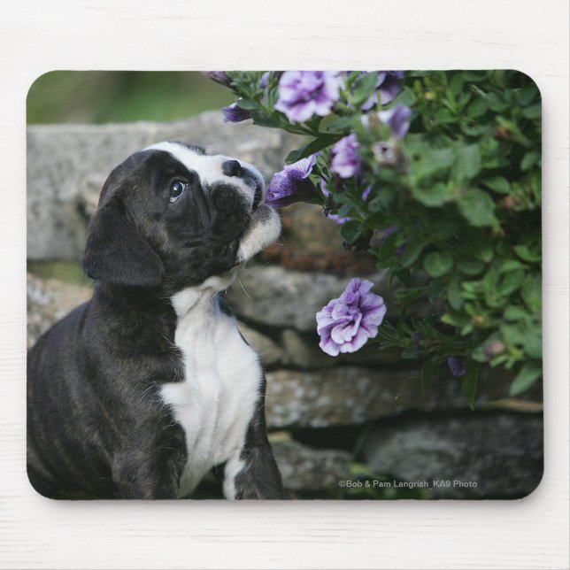 Boxer-Hundekeuchen Mousepad (Vorne)