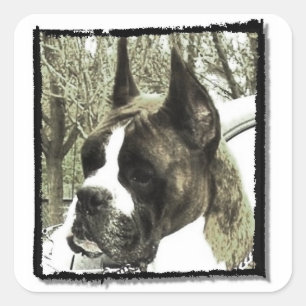 Boxer-Hundekleber Quadratischer Aufkleber