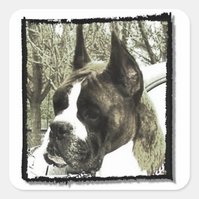 Boxer-Hundekleber Quadratischer Aufkleber (Vorderseite)