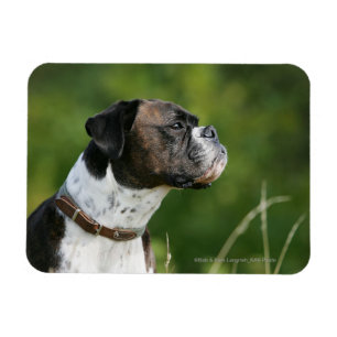 Boxer-Hundeprofil Magnet
