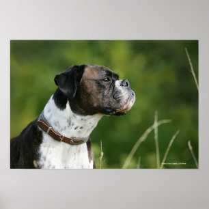 Boxer-Hundeprofil Poster