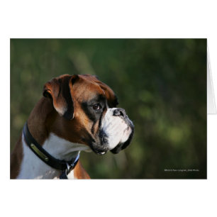 Boxer Hundeseite Profil
