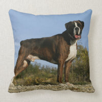 Boxer-Hundeshow-Position