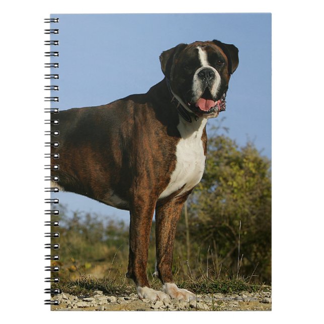Boxer-Hundeshow-Position Notizblock (Vorderseite)