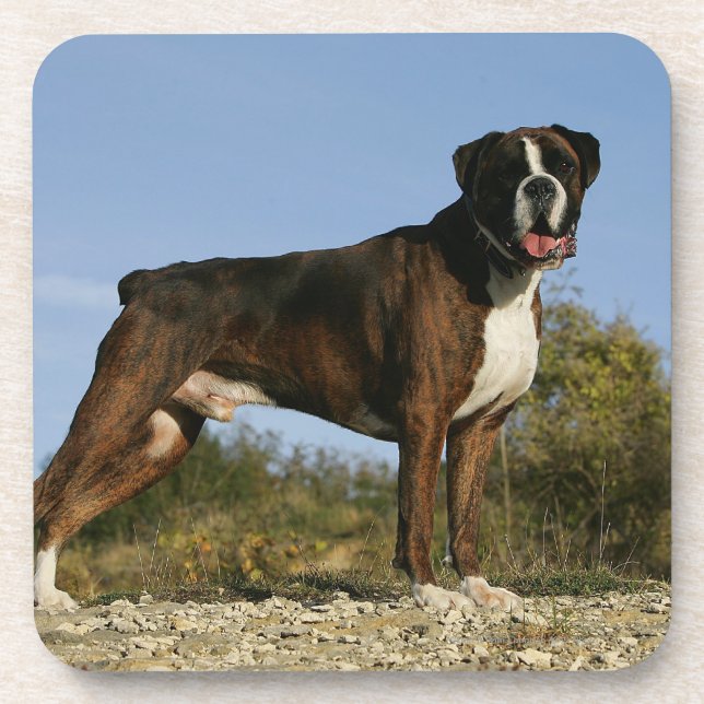 Boxer-Hundeshow-Position Untersetzer (Vorderseite)