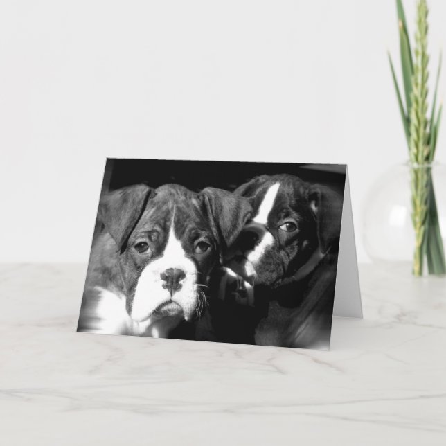 Boxer-Jungtiere-Grußkarte Karte (Vorderseite)