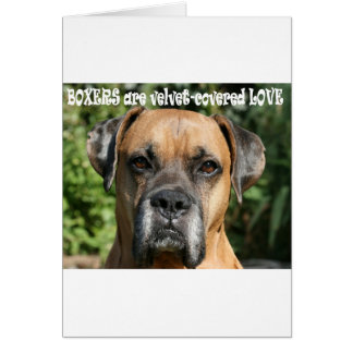 Boxer : L'amour recouvert de velours