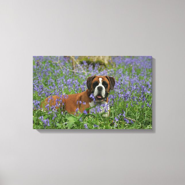 Boxer Lying in Bluebells Leinwanddruck (Vorderseite)