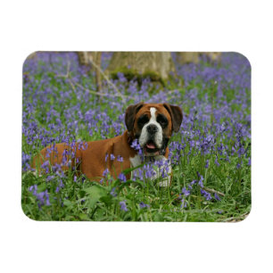 Boxer Lying in Bluebells Magnet