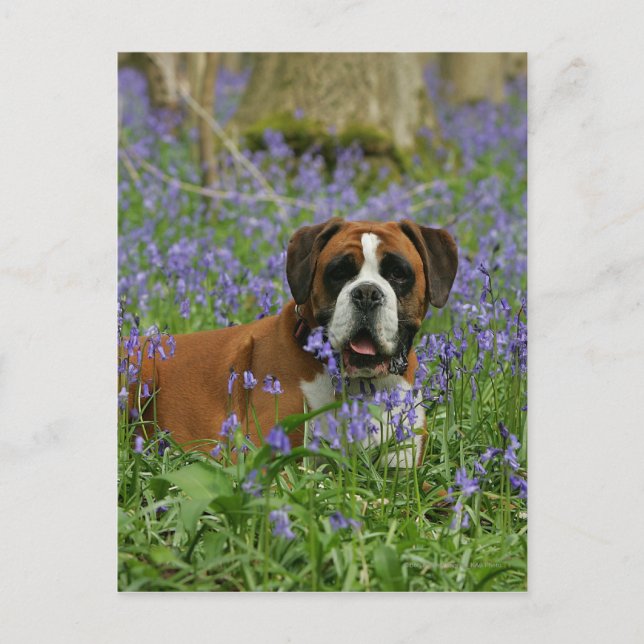 Boxer Lying in Bluebells Postkarte (Vorderseite)