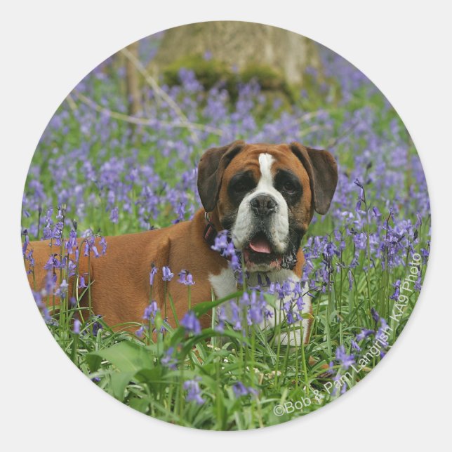 Boxer Lying in Bluebells Runder Aufkleber (Vorderseite)