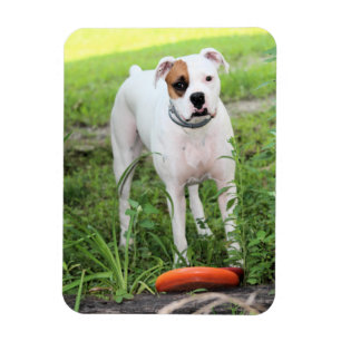 Boxer Magnet