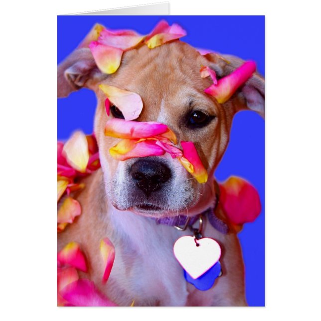 Boxer-Mischungs-Hündchen amerikanischen (Vorne)