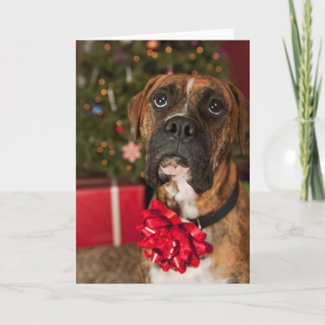 Boxer mit Nackenbogen Feiertagskarte (Vorderseite)