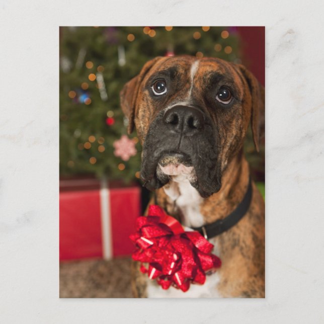 Boxer mit Nackenbogen Postkarte (Vorderseite)