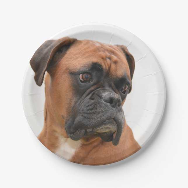 Boxer Pappteller (Vorderseite)